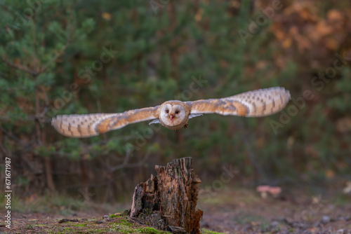 Barn Owl, Tyto alba, flight above red grass in the morning. Owl fly with open wings. Wildlife bird scene from nature. Cold morning sunrise, animal in the habitat. Bird in the forest.