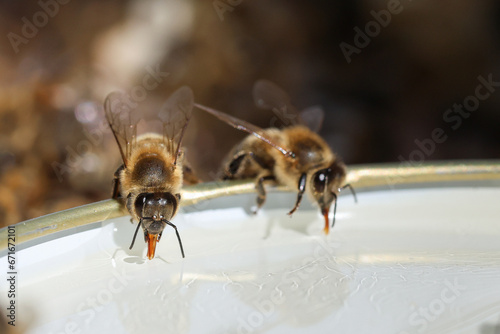 Bee drinking sirup photo