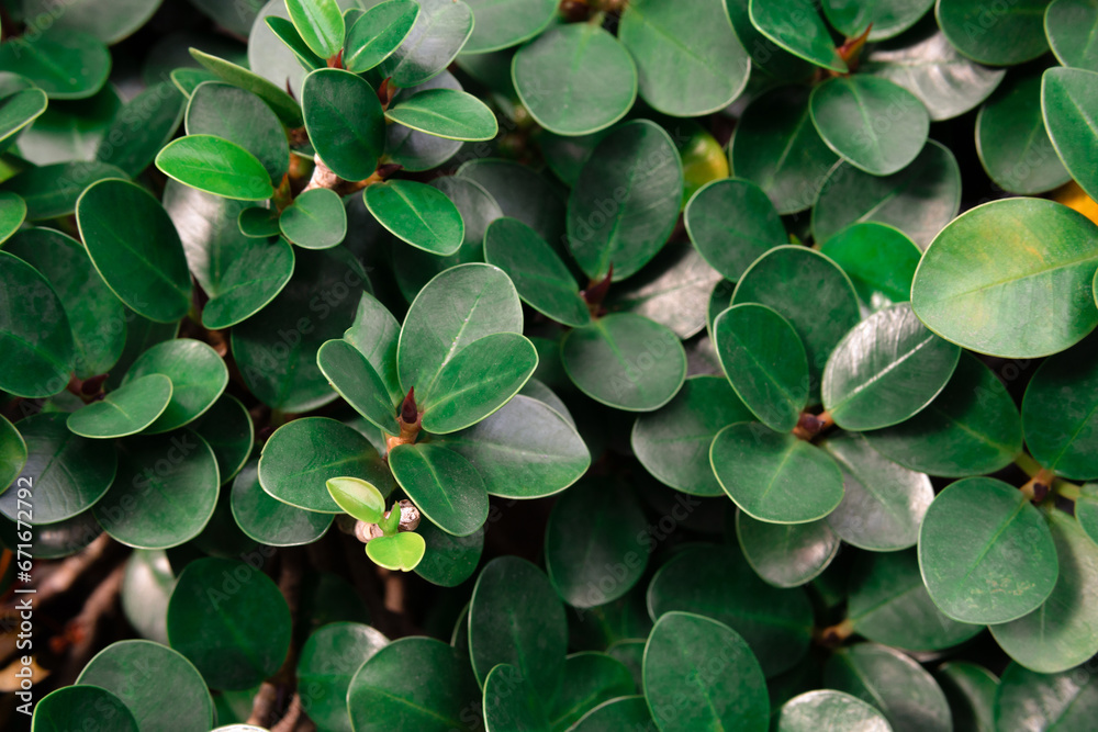 Ficus microcarpa, also known as Chinese banyan, Indian bay tree. Ficus microcarpa, also known as Chinese banyan, Indian bay tree.