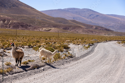 Traveling the famous Ruta40 in the scenic Argentinian highlands - fantastic views while driving through colorful and remarkably shaped mountains and watching wildlife in high altitude in South America