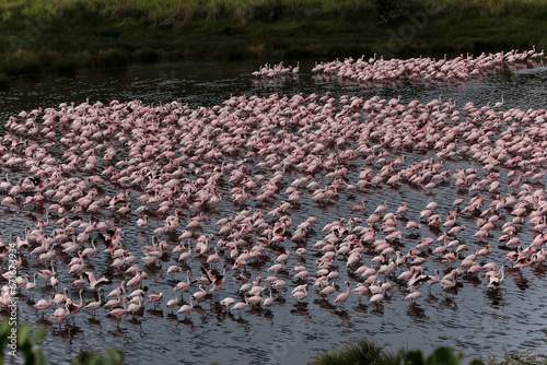 Many white-pink birds and their reflection in water