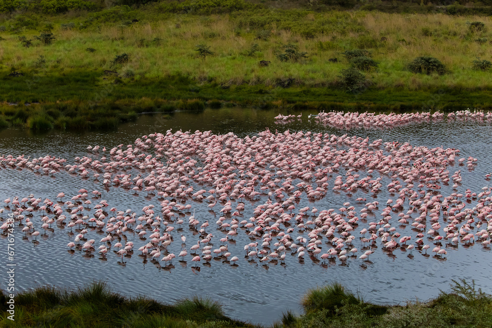 Fototapeta premium Many white-pink birds and their reflection in water