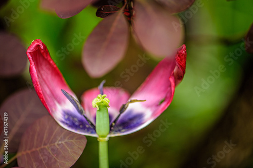 Tulpe mit abgefallenen Blütenblättern vor unscharfem Hintergrund photo