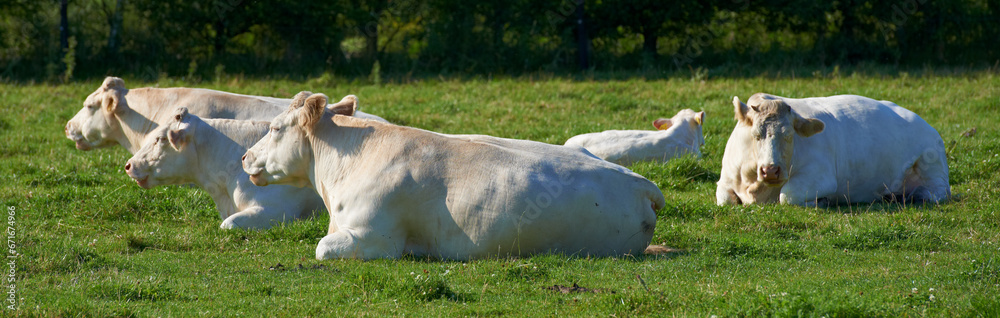 Herd of white cows roaming and resting on sustainable farm in pasture field in countryside. Raising and breeding livestock animals in agribusiness for free range organic cattle and dairy industry