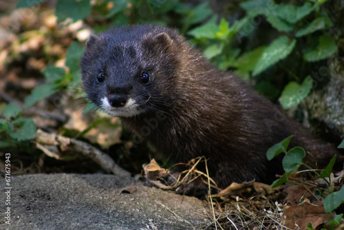 European mink watching from its burrow
