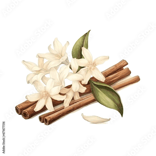 Watercolor dried vanilla sticks and vanilla flowers for card decor on white background