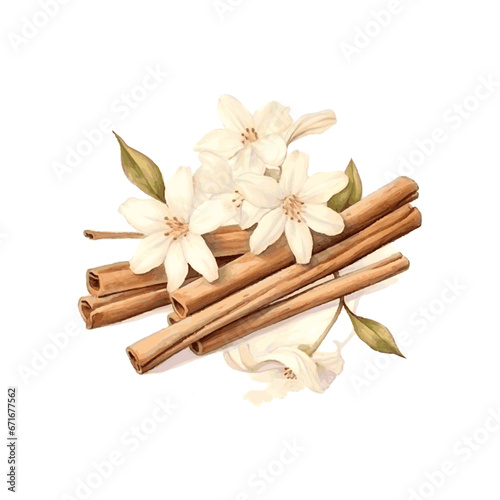 Watercolor dried vanilla sticks and vanilla flowers for card decor on white background