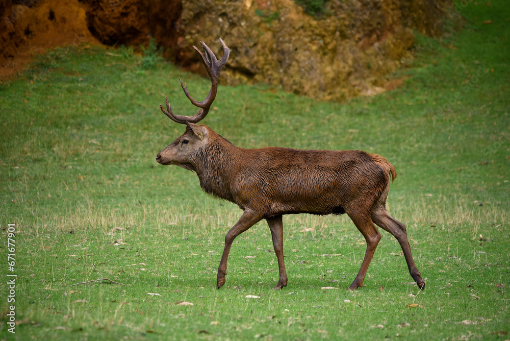 Deer in the mating season watching its females in the rut Deer in the mating season watching its females in the rut