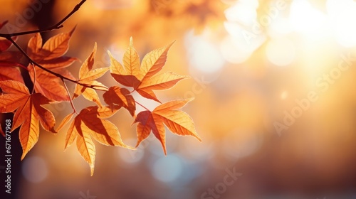 Orange leaves are falling during autumn  images for autumn graphics.