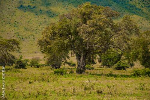 African landscape Tanzania with trees  mountains.