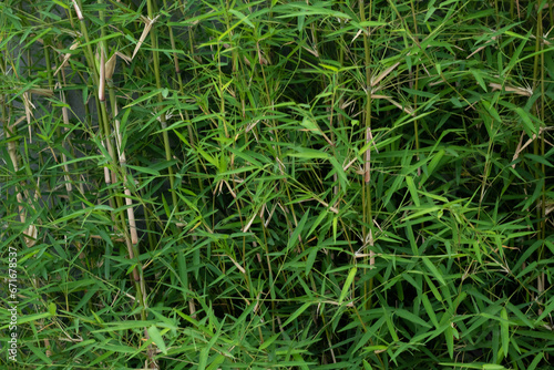 bamboo growing wild piled on top of each other, still just growing.