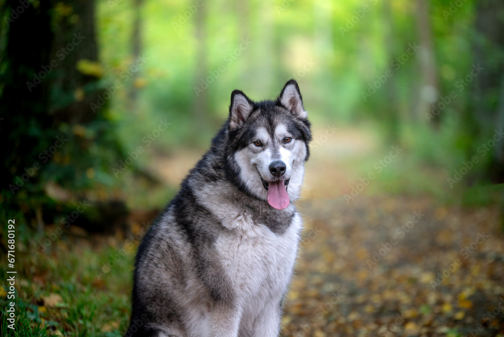 Un chien de race malamute de l'Alaska dans la forêt 