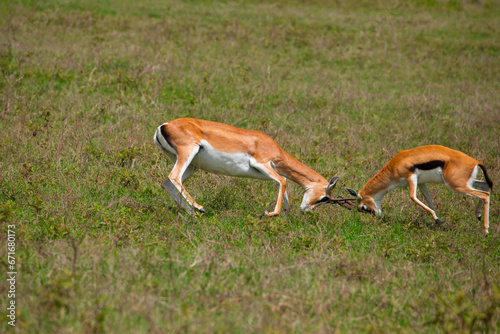 Fototapeta Naklejka Na Ścianę i Meble -  two male Grant's gazelle dueling on a green meadow