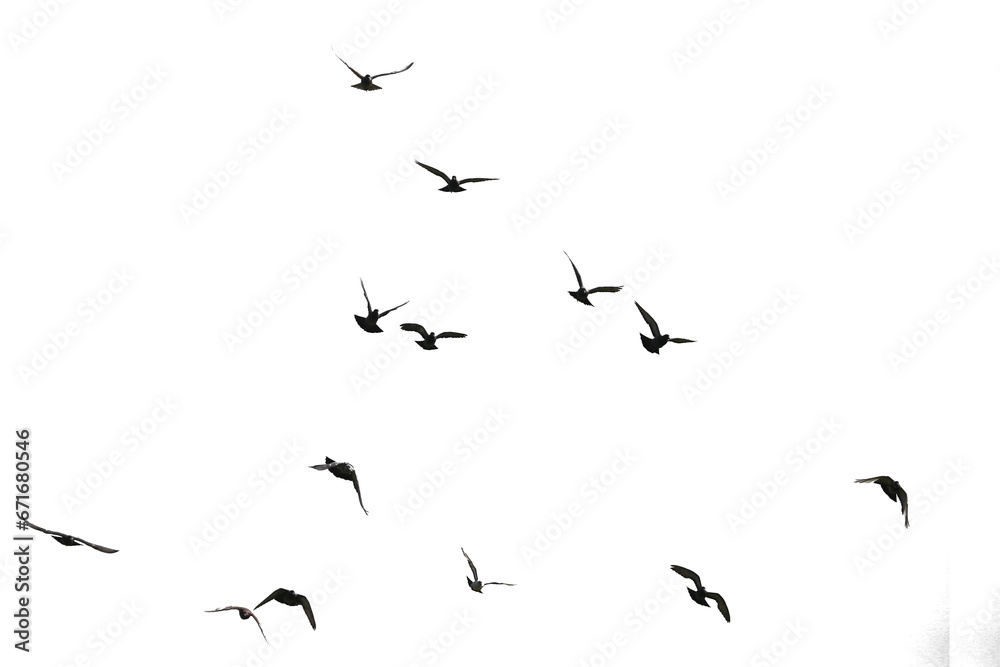 Flocks of flying pigeons isolated on white background. Save with clipping path. - obrazy, fototapety, plakaty 