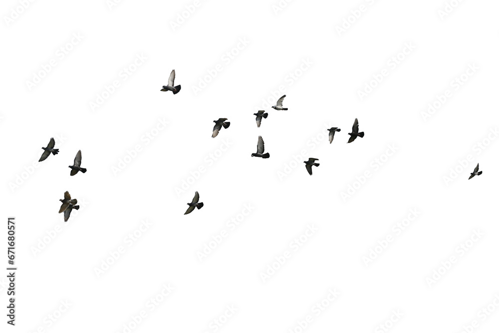 Flocks of flying pigeons isolated on white background. Save with clipping path. Flocks of flying pigeons isolated on white background. Save with clipping path.