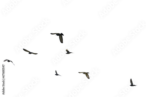 Flocks of flying pigeons isolated on white background. Save with clipping path.