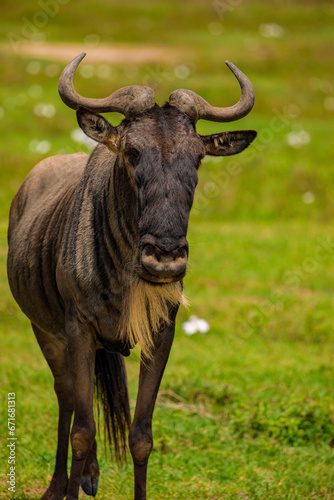 Blue wildebeest white-bearded wildebeest gnu in nature