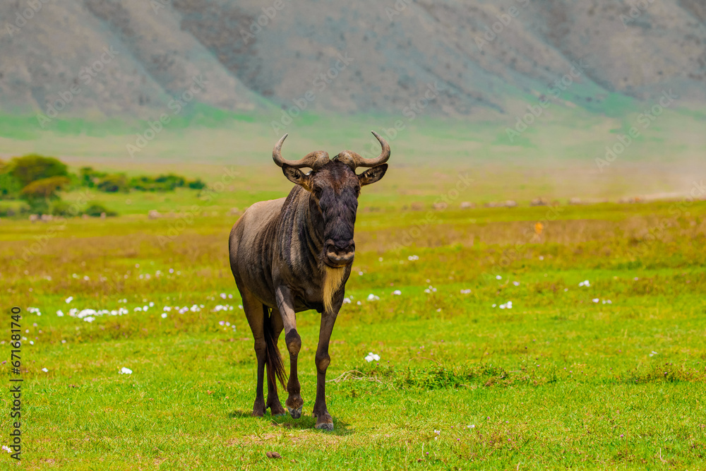 Blue wildebeest white-bearded wildebeest gnu in nature Blue wildebeest white-bearded wildebeest gnu in nature