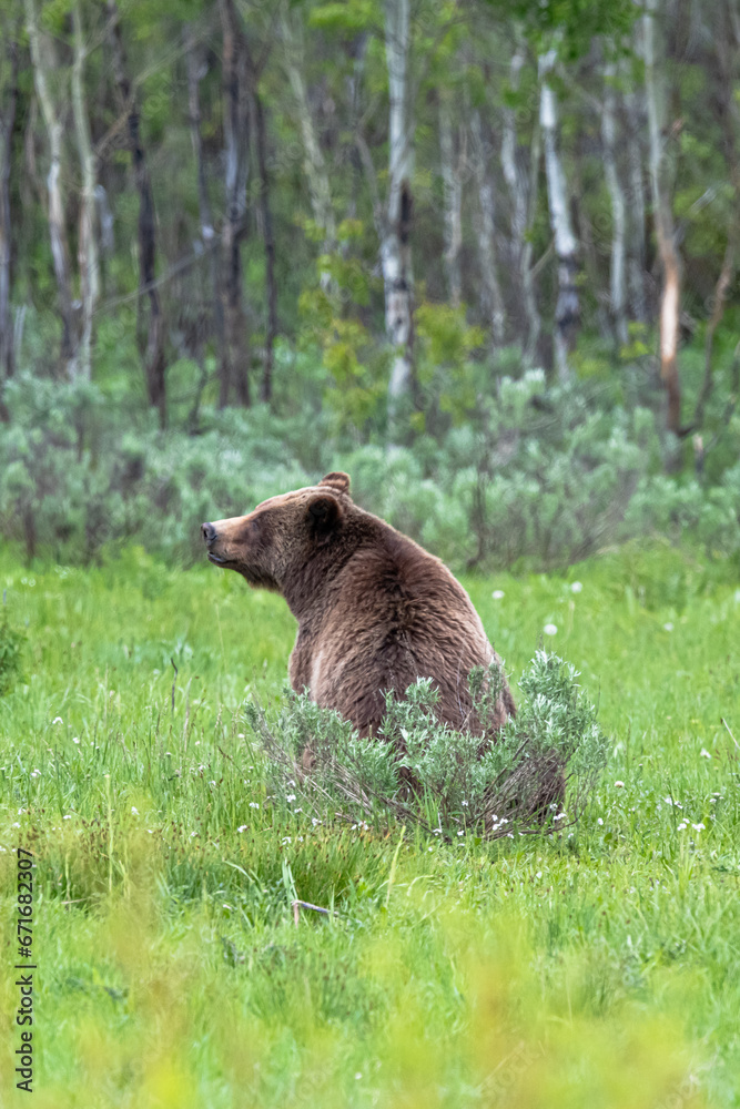 Fototapeta premium Grizzly Bears