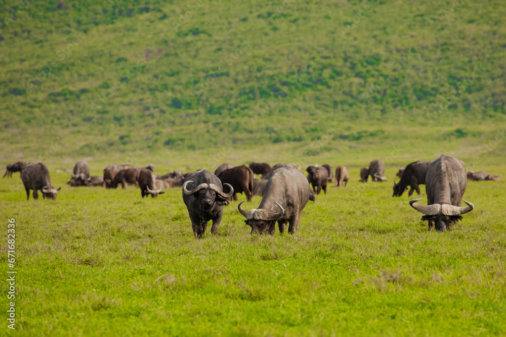 Cape buffalo (Syncerus caffer) standing in field Cape buffalo (Syncerus caffer) standing in field