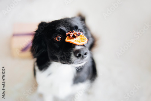 Border collie dog keeps dry citrus slice on her nose photo