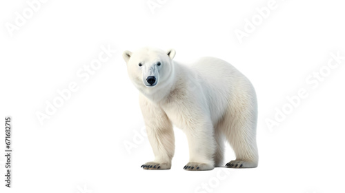 Polar bear on transparent background © feng