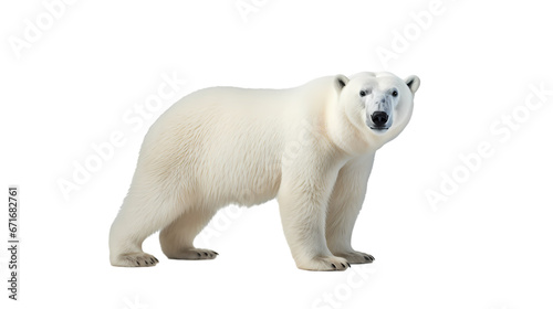 Polar bear on transparent background