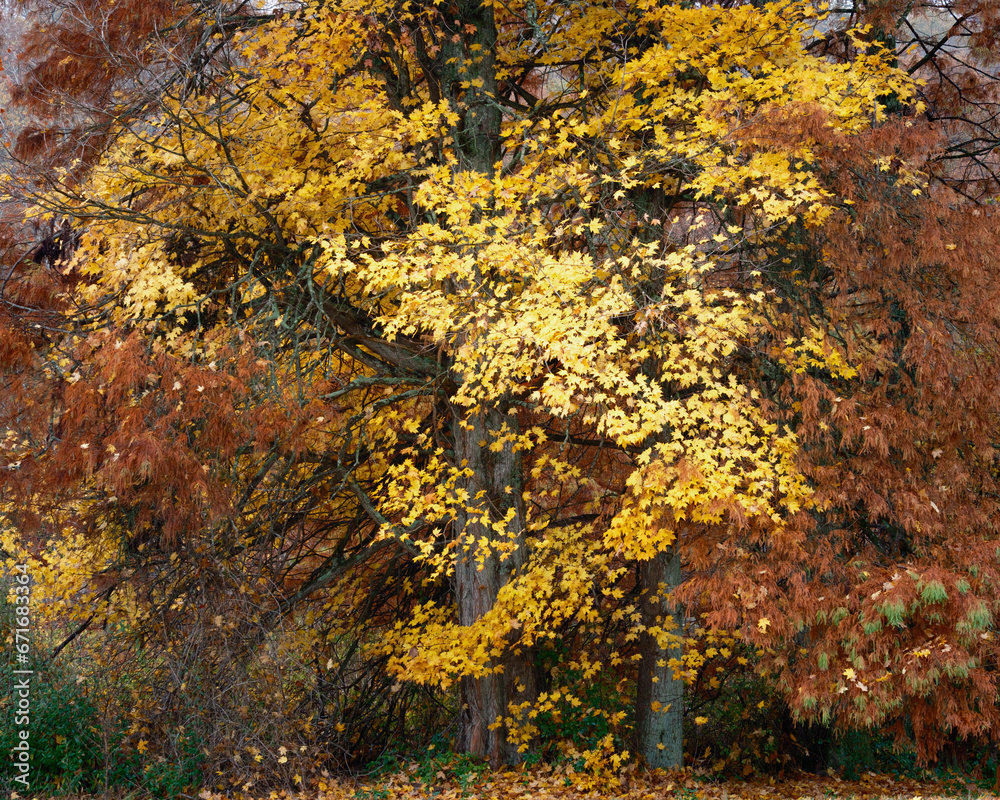 A colorful and beautiful maple tree in full autumn colors surrounded by a cypress tree. Peaceful background with oranges and yellows