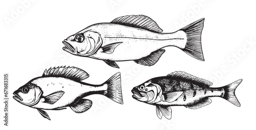 Set of fish sketch hand drawn engraving style illustration