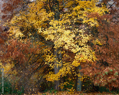 Fototapeta Naklejka Na Ścianę i Meble -  A colorful and beautiful maple tree in full autumn colors surrounded by a cypress tree. Peaceful background with oranges and yellows