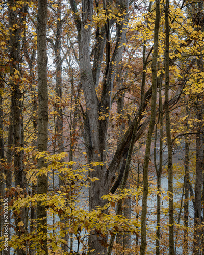 A beautiful forest woodland scene in Indiana at the end of the autumn season. There is a large old growth tree in the center with yellow and orange autumn foliage around it. 