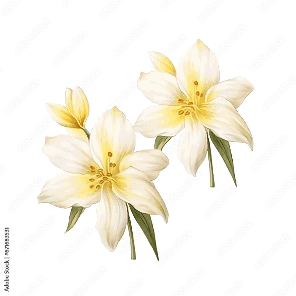 White lilly flowers with leaves watercolor paint for wedding card decor on white background