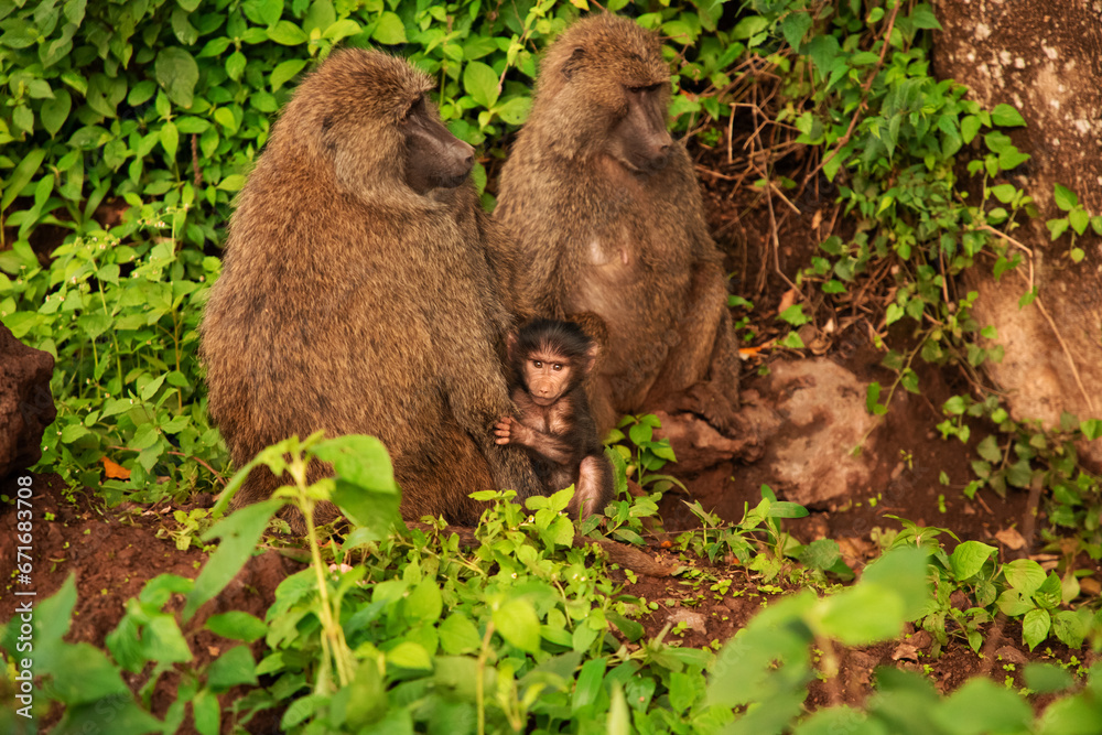 Obraz premium olive baboon (Papio anubis) Anubis