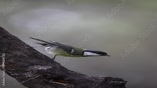 great spotted woodpecker on a branch