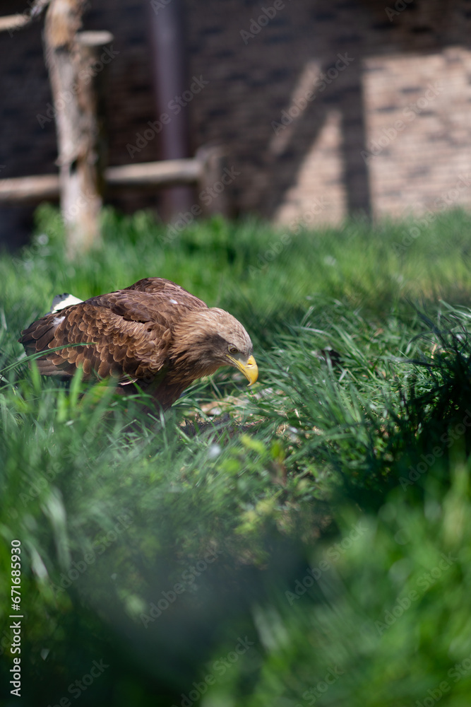 Fototapeta premium duck in a field