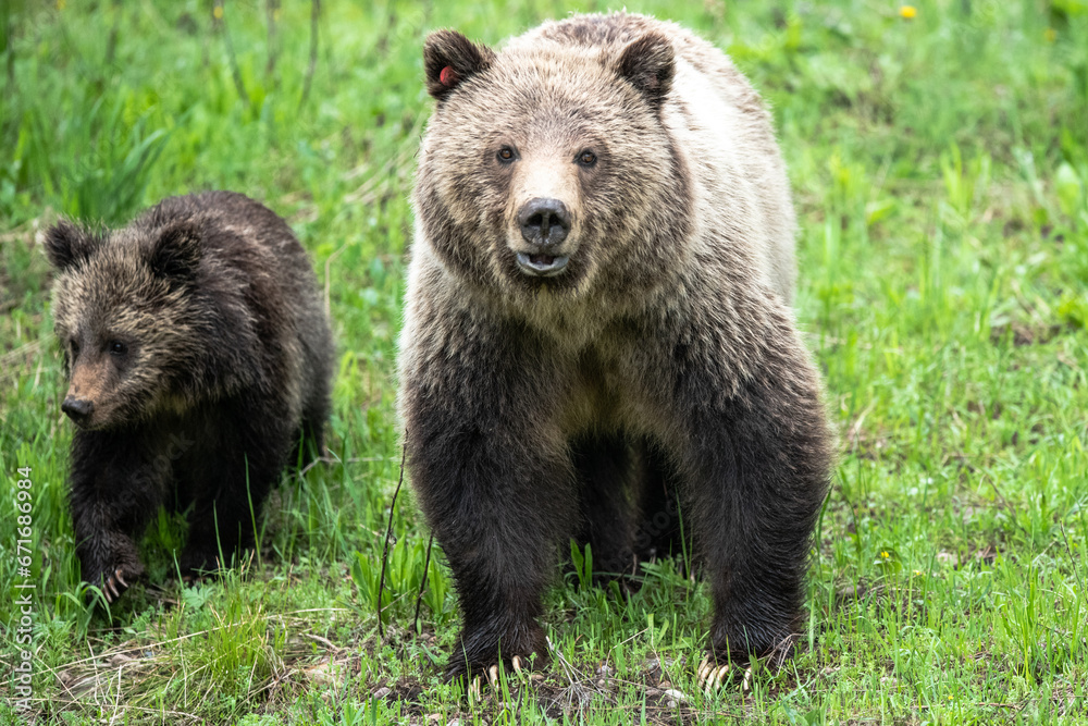 Grizzly Bears