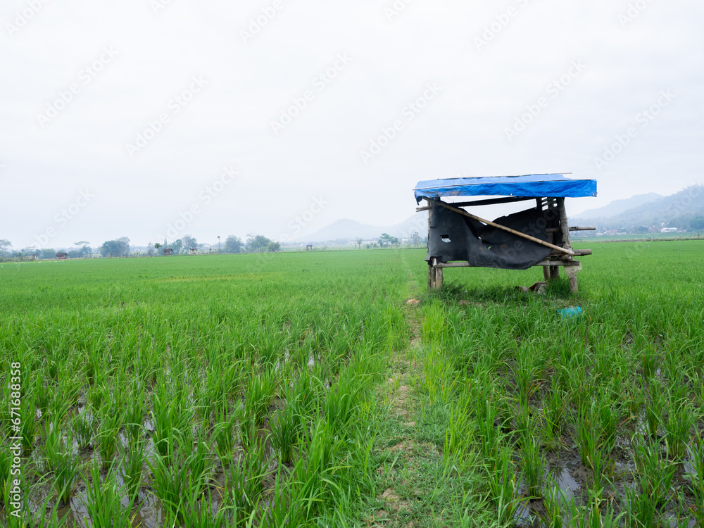 rice fields with rice growing green in the morning there is a small hut for resting.