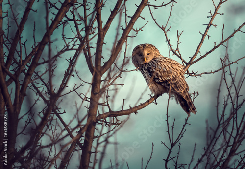 ural owl - the last rays