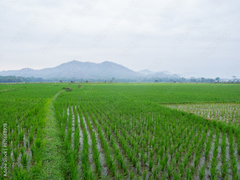 rice fields with rice growing green in the morning there is a small hut for resting. rice fields with rice growing green in the morning there is a small hut for resting.