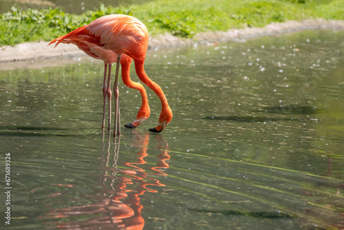 flamingos walking in water with green grasses background.