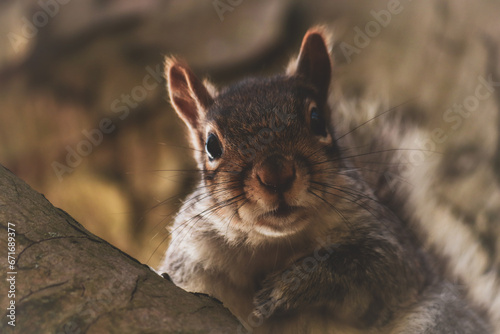 Portrait photograph of a squirrel sitting on a branch