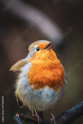 Photo of Robin sitting on a branch