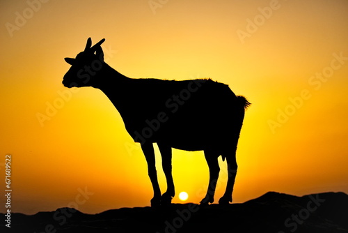 West Africa. Senegal. Silhouettes of a small herd of Nubian goats against the background of the setting tropical sun.