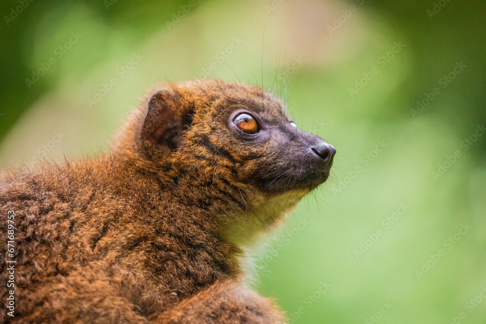 Obraz premium red-fronted brown lemur with long beautiful tail