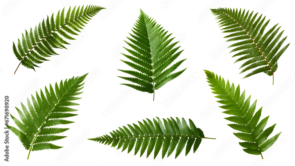 fern leaf set isolated on transparent background - nature, garden, jungle design element PNG cutout collection - obrazy, fototapety, plakaty 