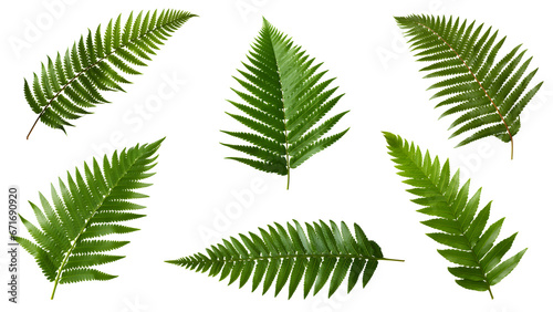 fern leaf set isolated on transparent background - nature, garden, jungle design element PNG cutout collection photo