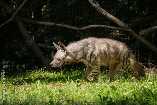 Striped Hyena  Hyaena hyaena  against natural background