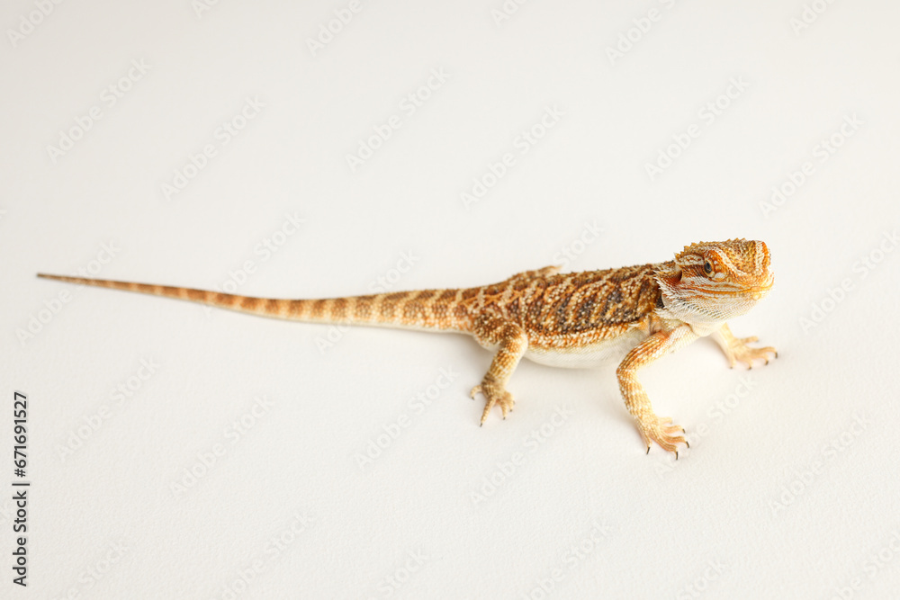 Naklejka premium Bearded dragon, pogona vitticeps, isolated on white background, Tiger Pattern Morphs. Professional studio macro photography on isolated white background