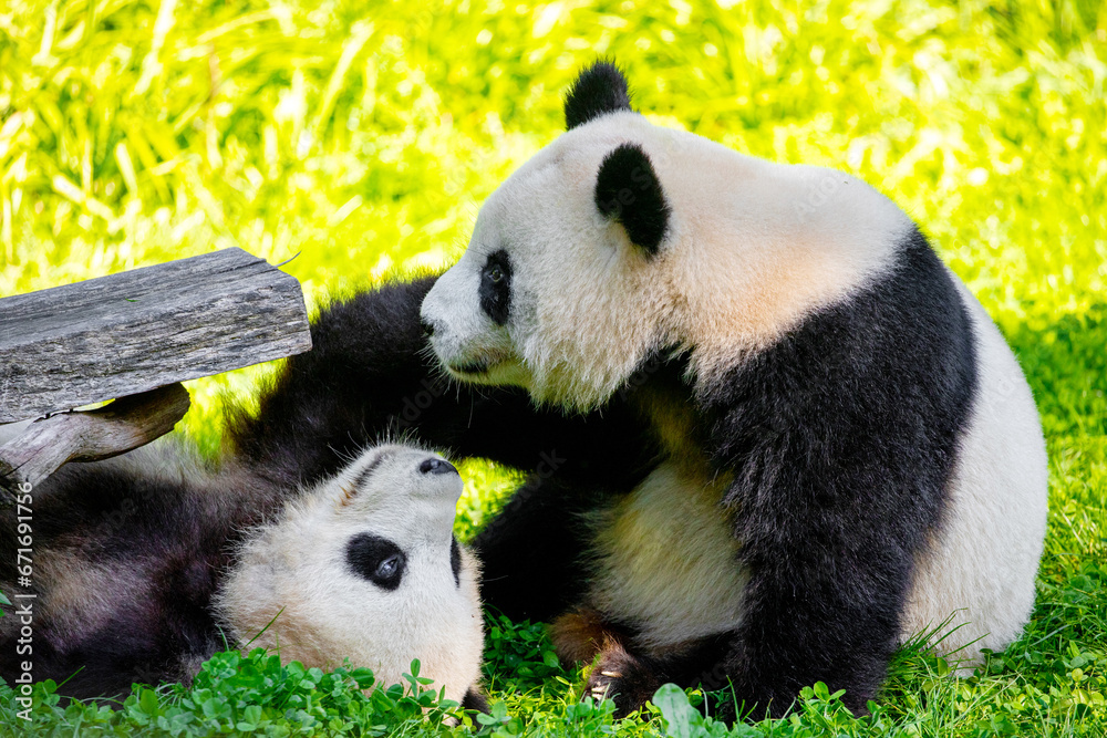 cheerful playing pandas on green lawn cheerful playing pandas on green lawn