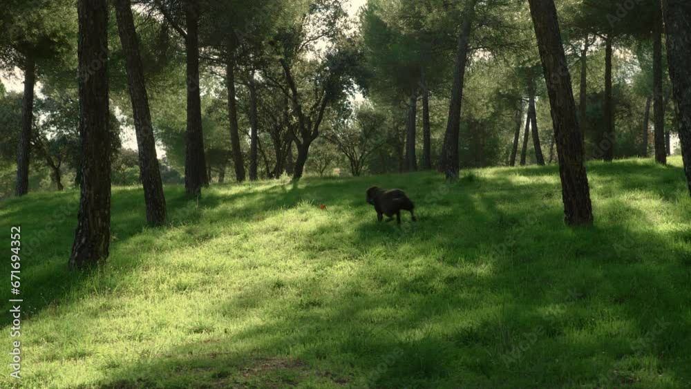 chocolate labrador dog playing chase his ball in the forest chocolate labrador dog playing chase his ball in the forest